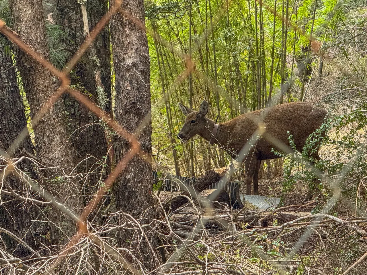 Huemul1