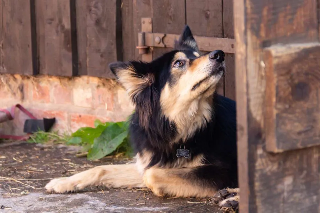 microchip-para-perros-9-1024x683