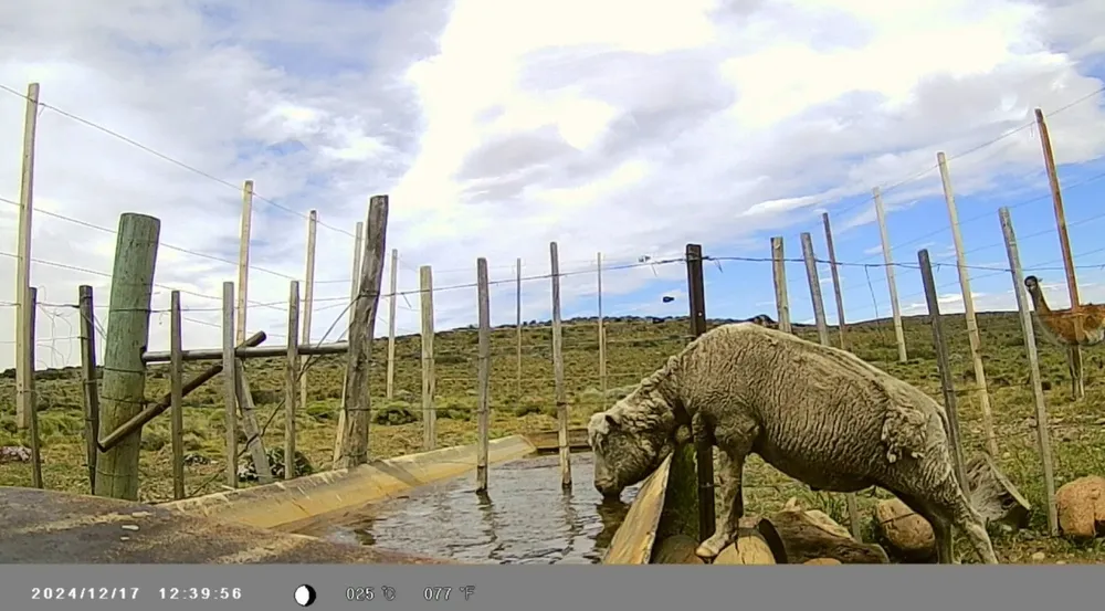 ina guanaco1