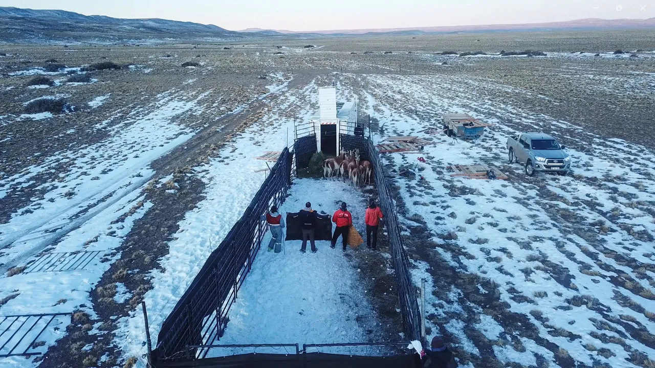 Translocación La Pampa Junio 2023 (7)