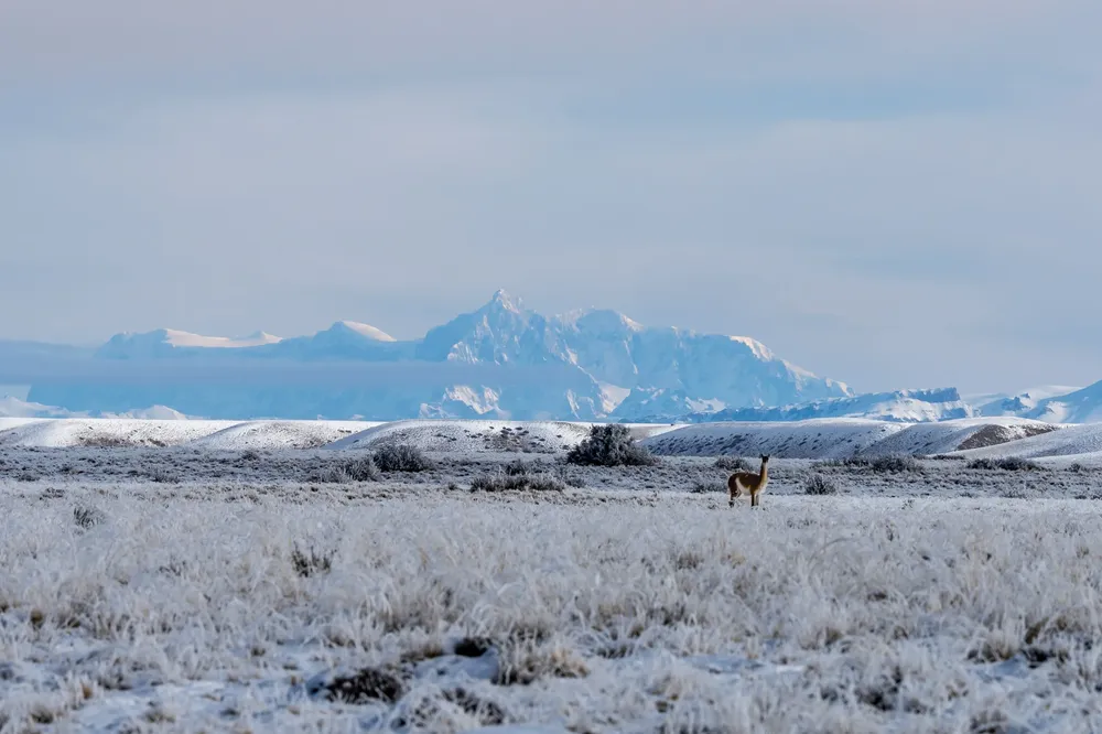 Guanaco y San Lorenzo