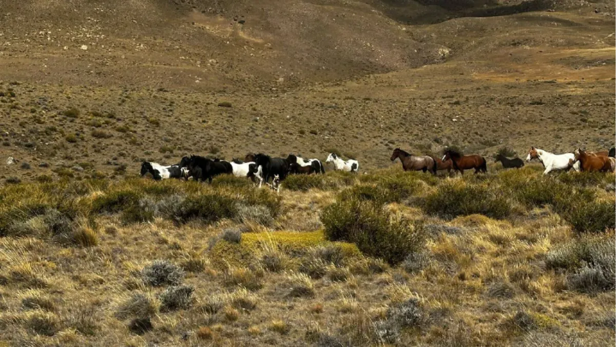 WhatsApp Image 2025-02-26 at 09.45