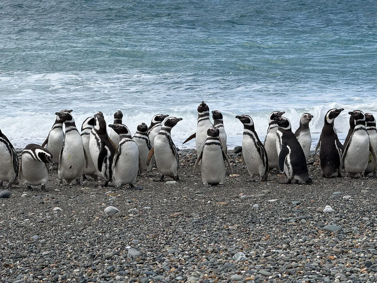5- Pingüinos de Cabo Vírgenes - foto de Victoria Álvarez