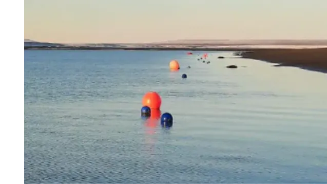 Macroalgas Puerto san Julian