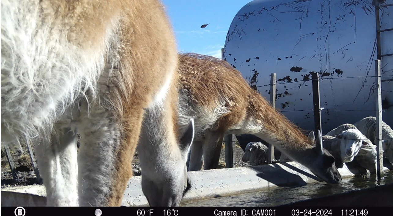 inta guanaco 3