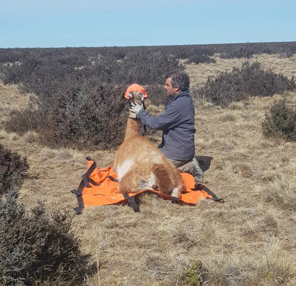 1 Colocando radio-collares en guanacos para evaluar sus movimientos migratorios en el PNMonte León. Foto crédito Carolina Chiara. .jpeg