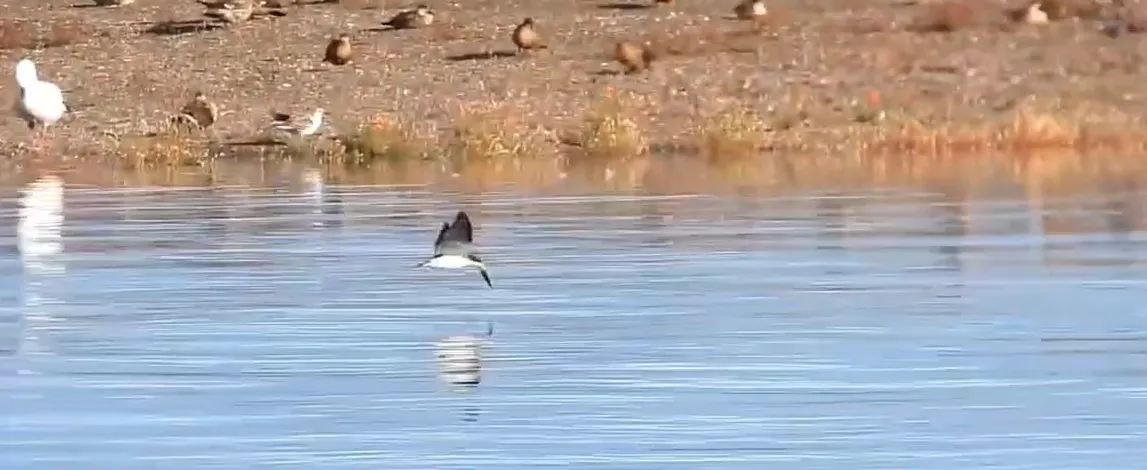 Captura de Pantalla 2026-01-31 a la(s) 21.03.25