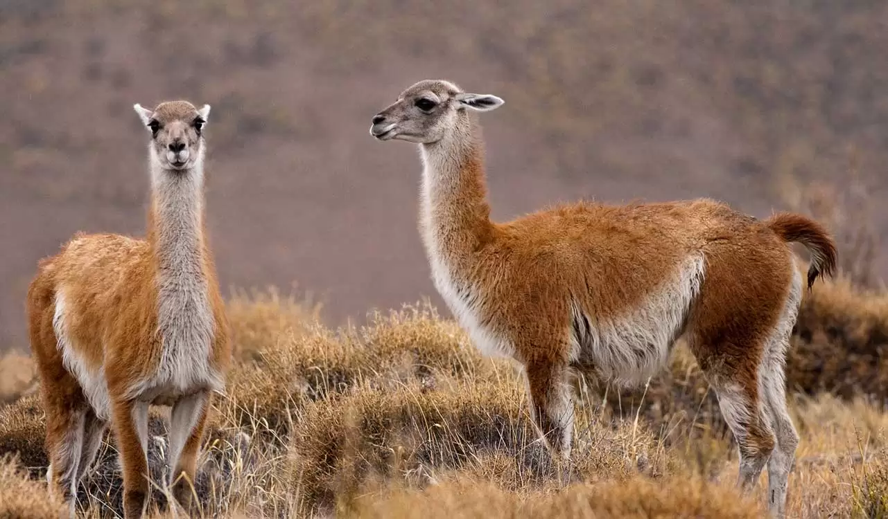 Guanaco-