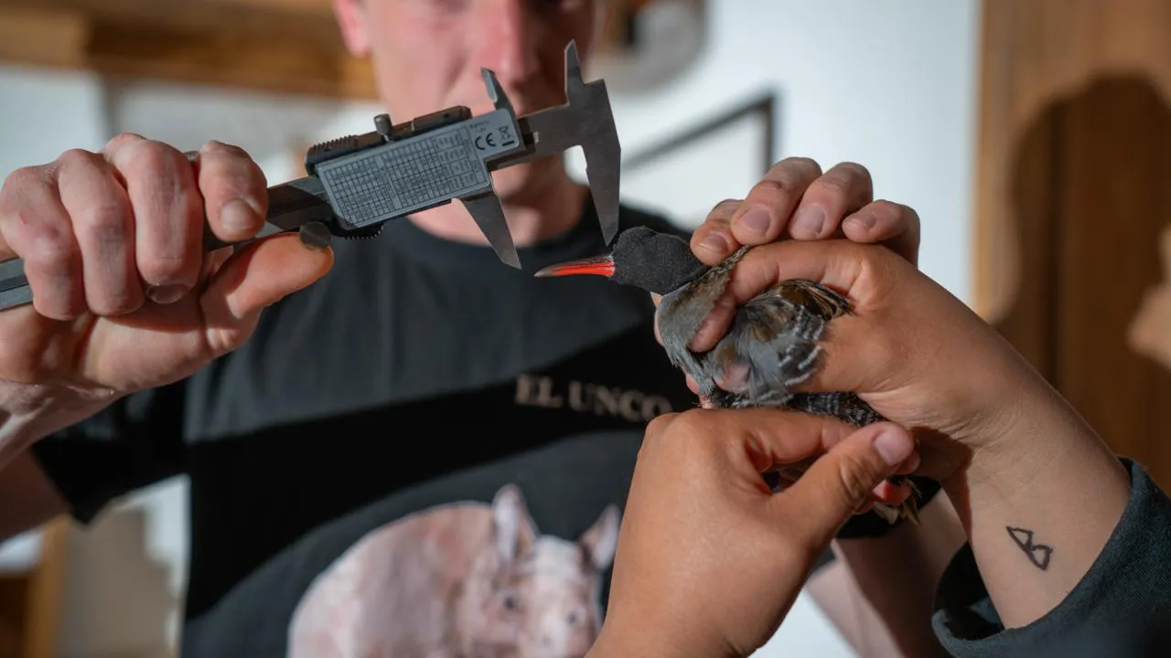 Gallineta Horacio Barbieri 1