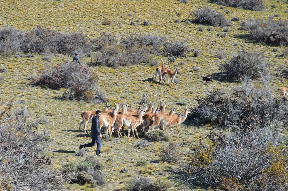 Jornada de guanaco (3)