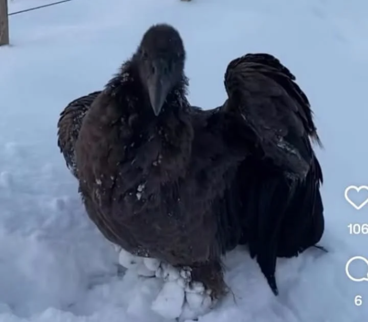 condor