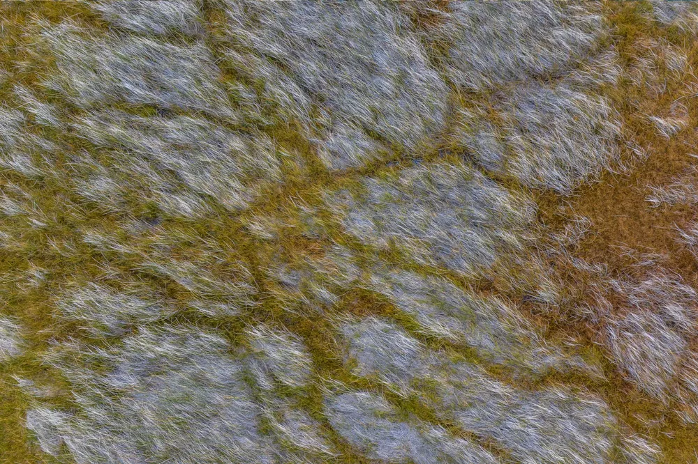 Coipos en el Cañadón Caracoles (4)