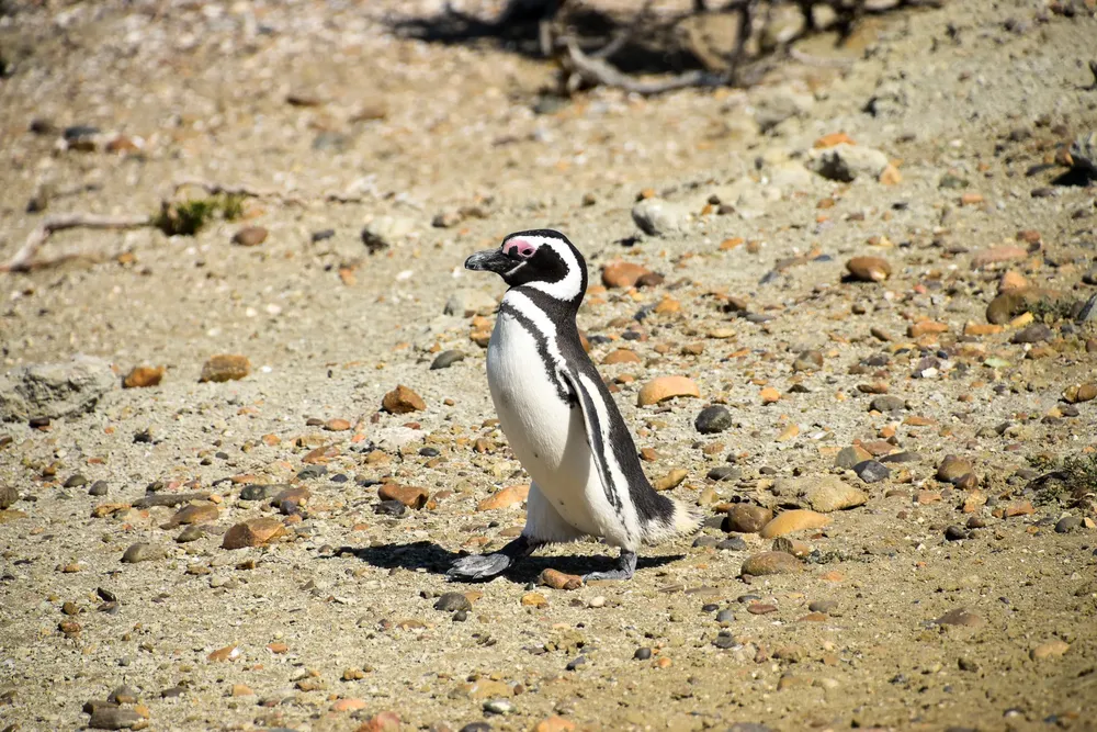10. Surf en Monte León - cortesía de Maxi Martínez