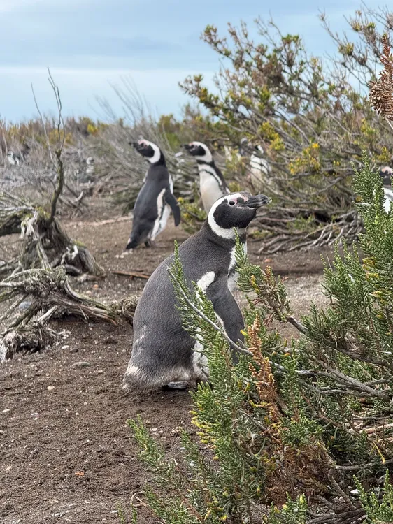 Copia de Pingüinos de Cabo Vírgenes, Foto Vicky Álvarez 3