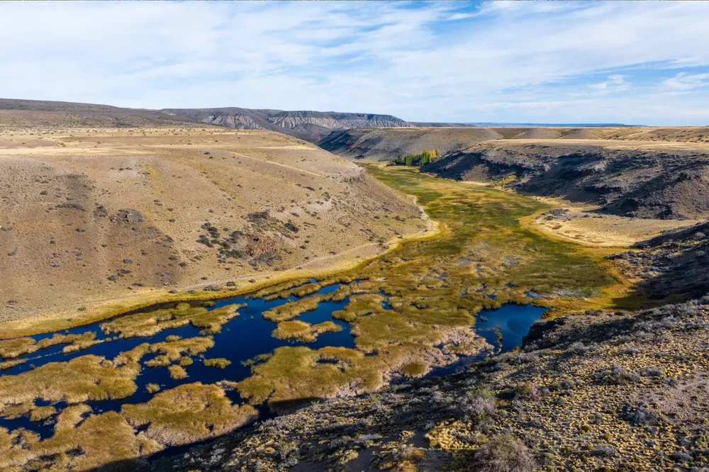 Coipos en el Cañadón Caracoles (5)