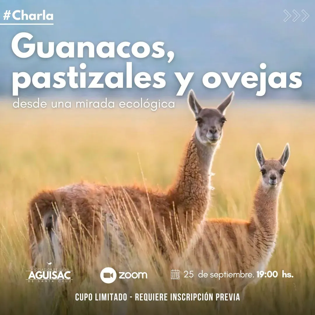 guanacos apstizales