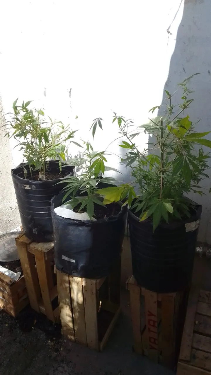 Allanamiento campaña1