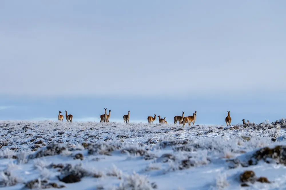 Guanacos entre niebla