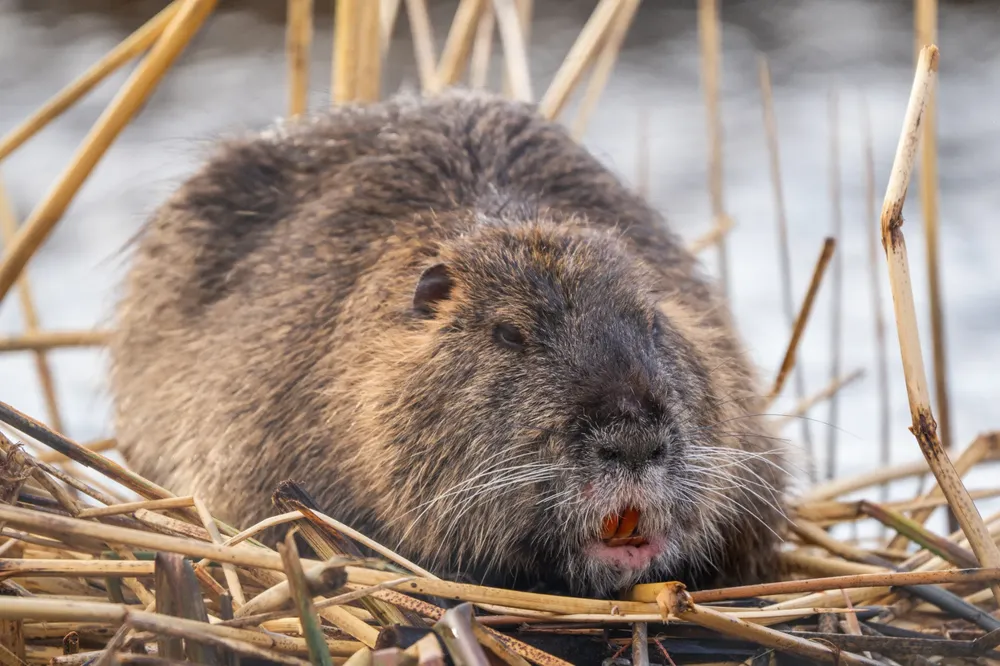 Coipos en el Cañadón Caracoles (2)