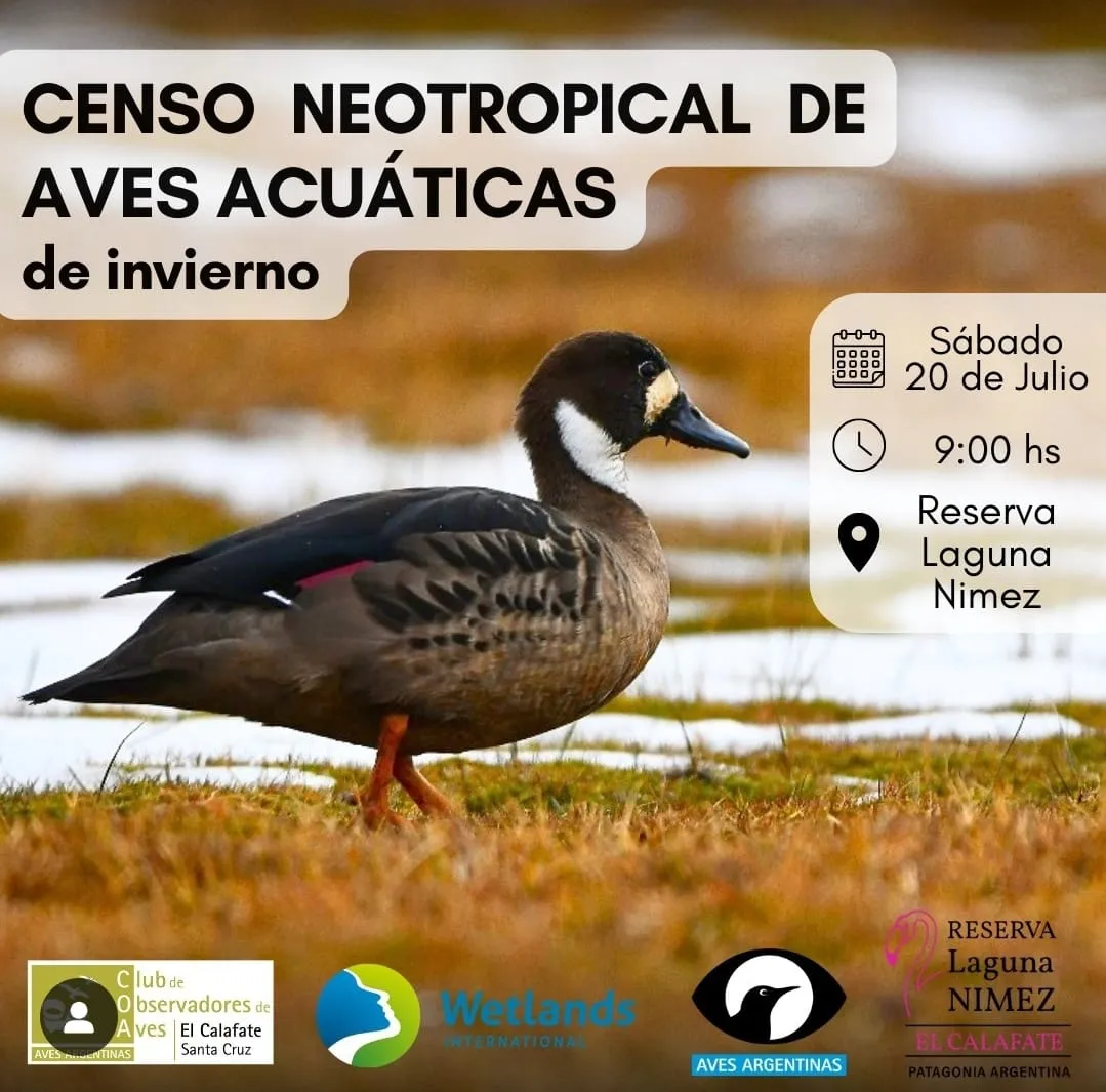 aves