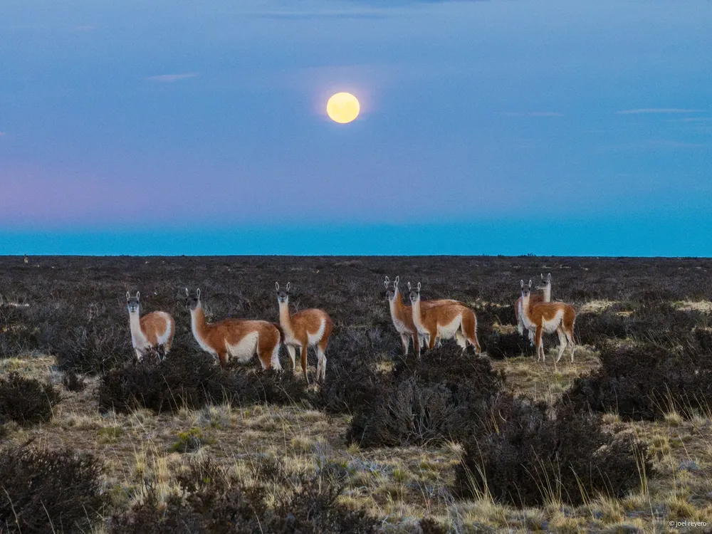 2 Crédito Joel Reyero. Guanacos en Monte Leon