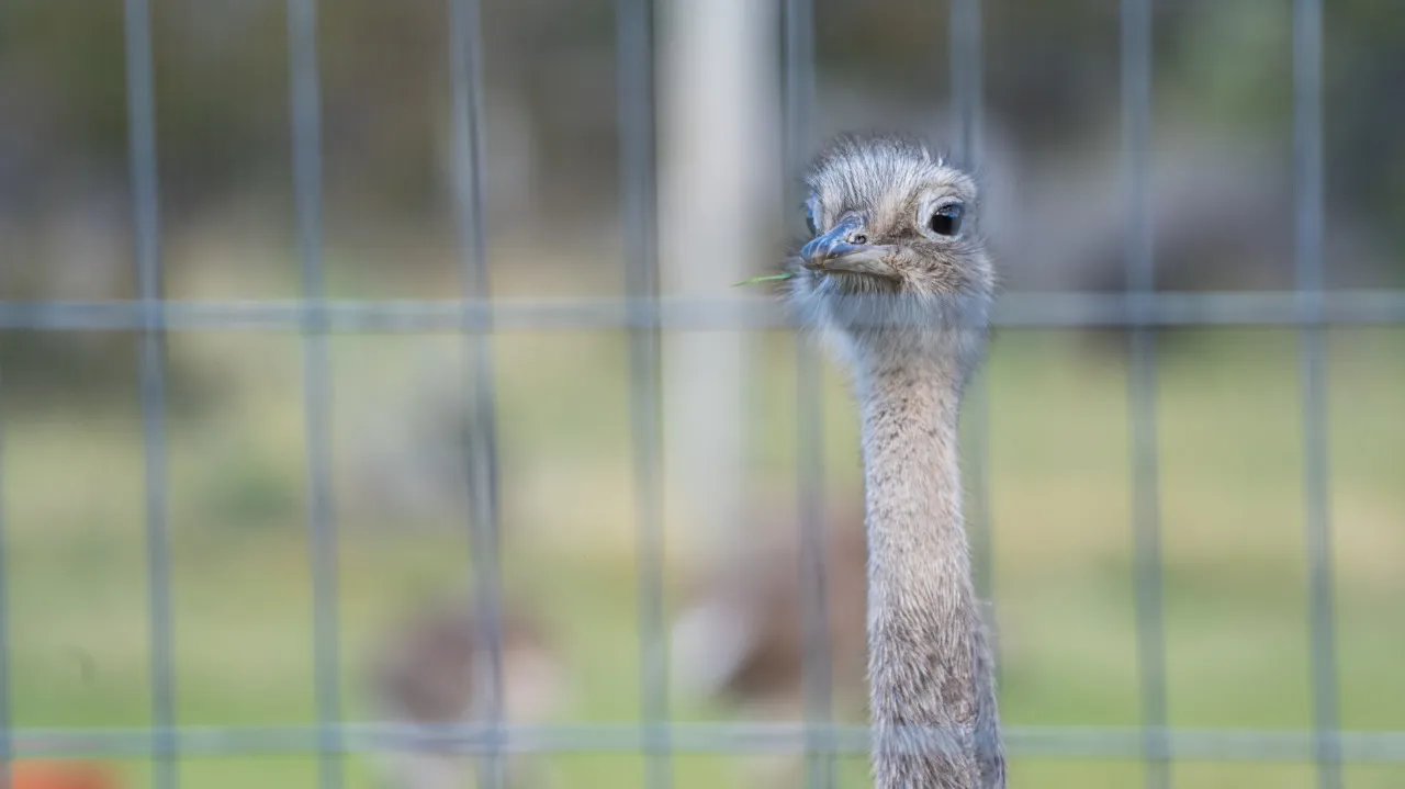 Translocación Ñandu Patagonico - Argentina-Chile - Marzo 2025 -  Horacio Barbieri-68