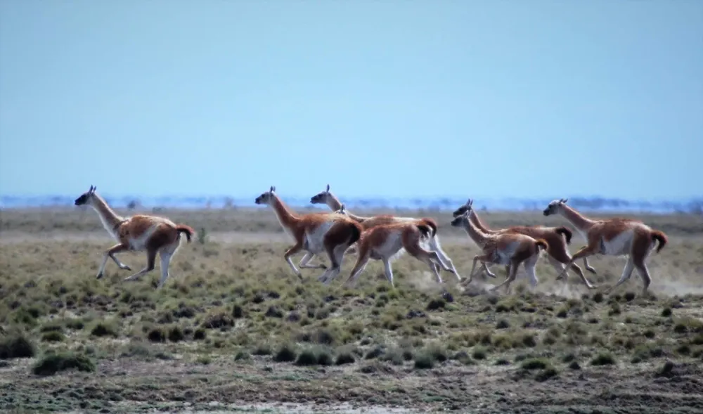 guanacos