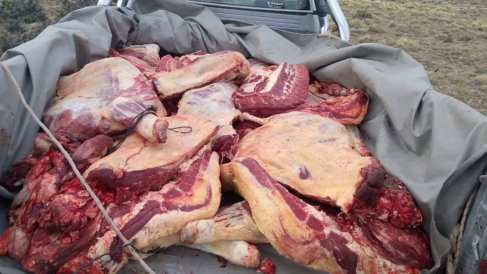 carne 2