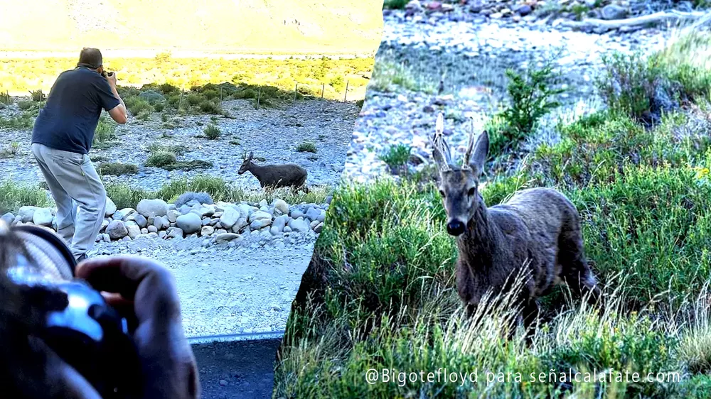 huemul bigote