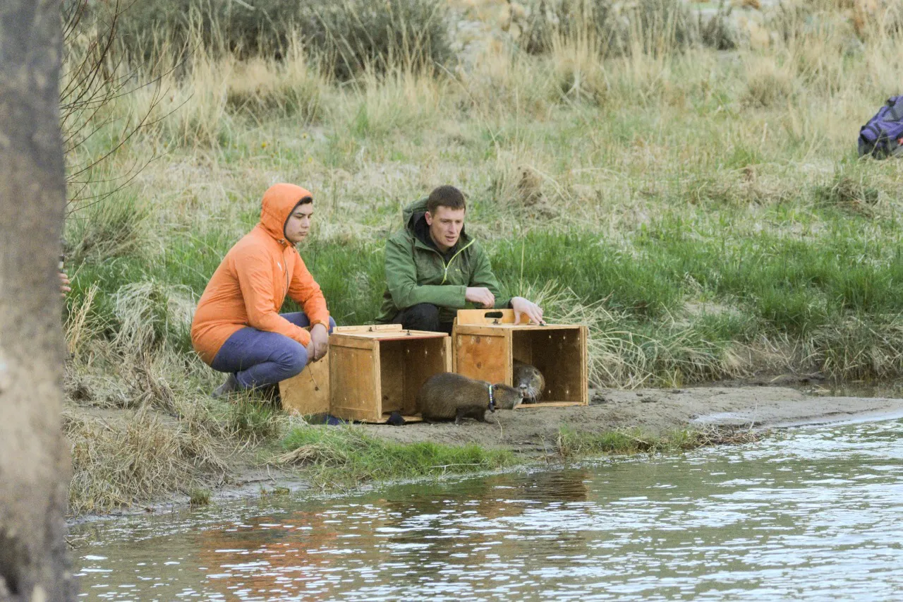 Coipos liberación traslocación 3 al pinturas 2024 Franco Bucci  (2)