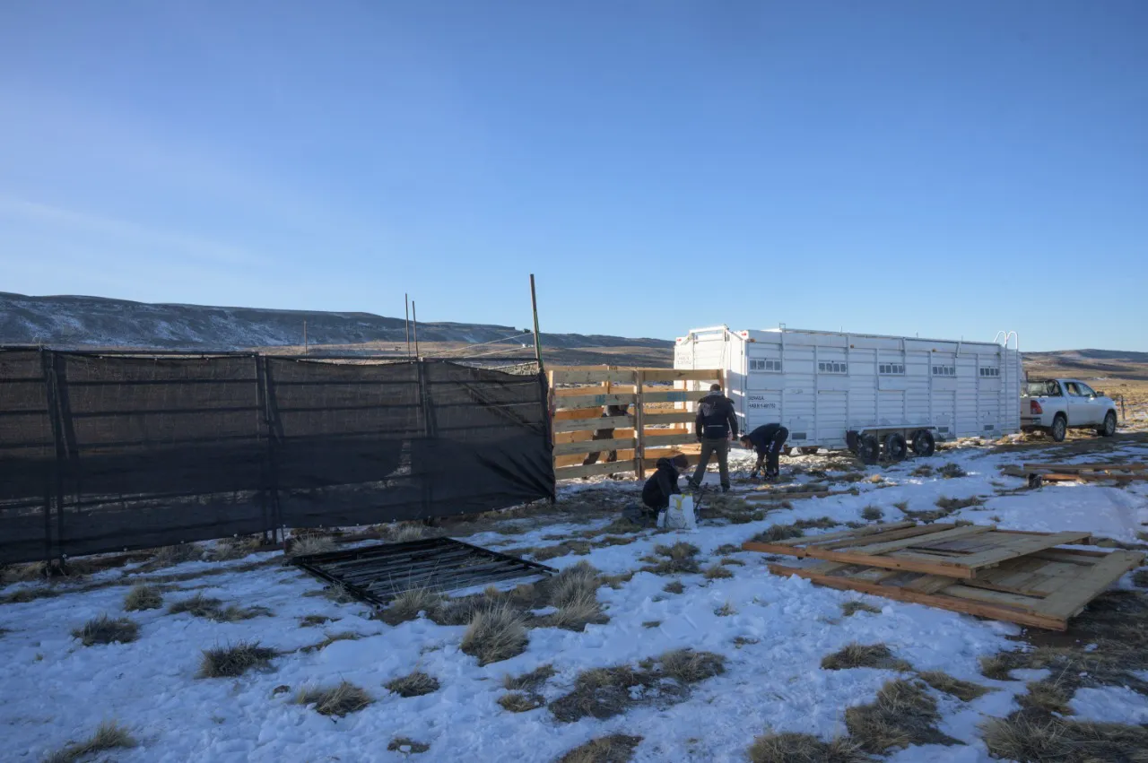 Trailer Guanacos Patagonia  (1)