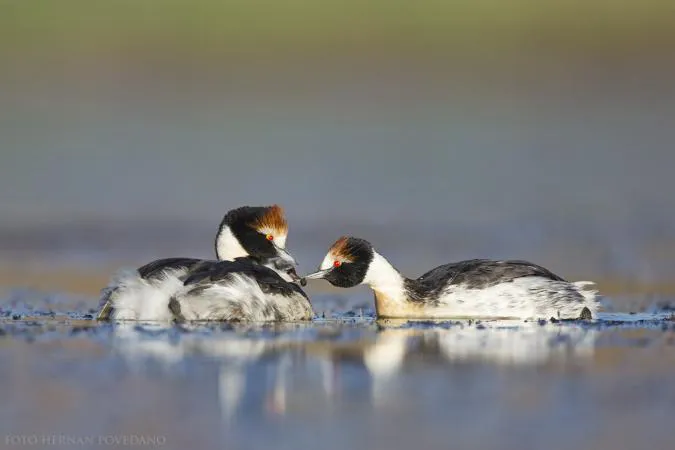 POD GAL 001 - HERNAN POVEDANO - PN PATAGONIA (2)