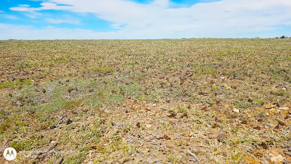Tucura sapo en santa cruz