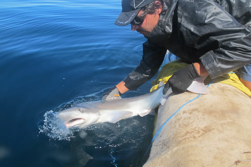 4- foto de Proyecto Arrecife