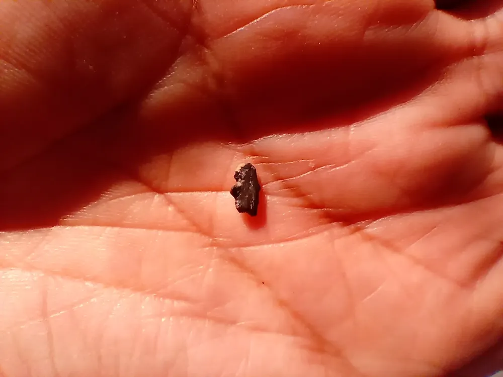 Hallazgo de Notosphenos