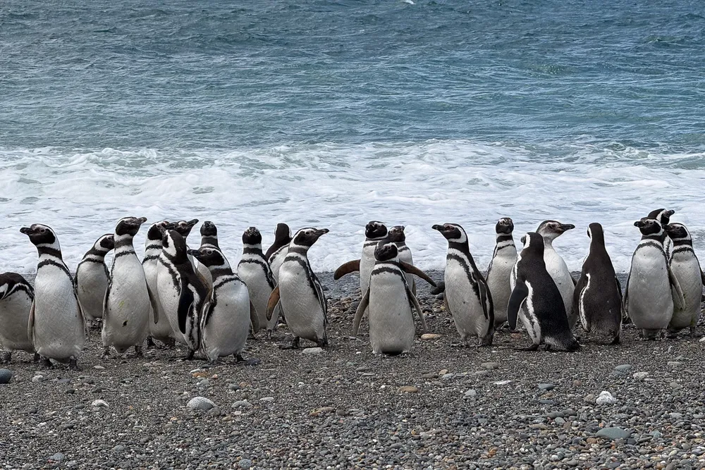 Pingüinos de Cabo Vírgenes, Foto Vicky Álvarez 1