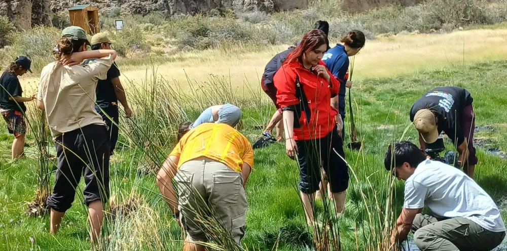 Plantación juncos (1)