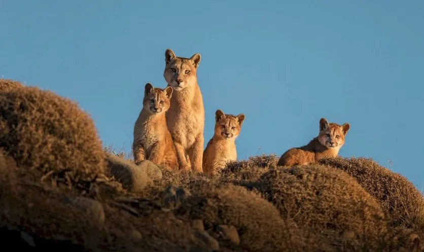 pumas