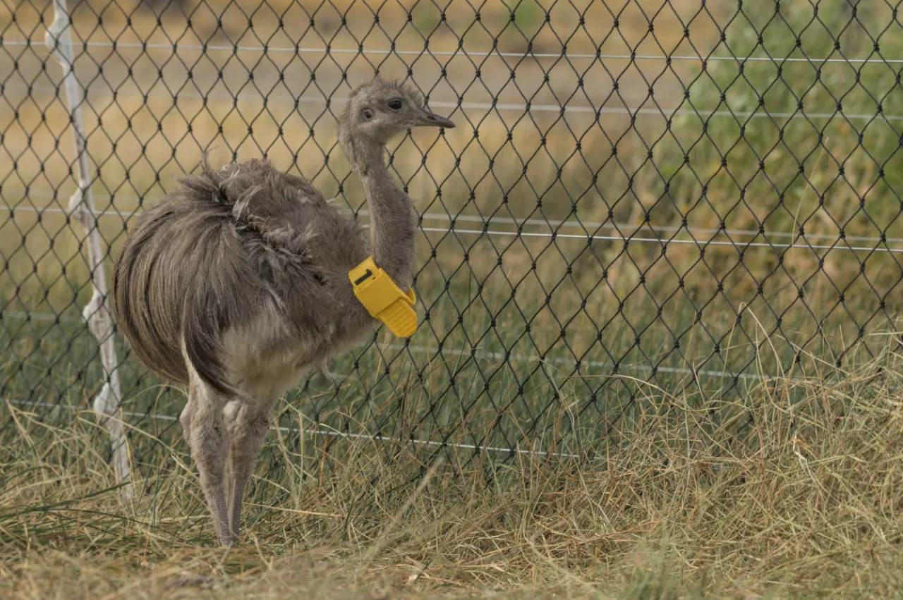 choique corral febrero 2023 Franco Bucci  (19)