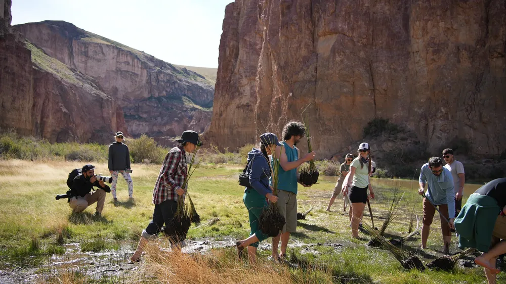 Plantación juncos- Parque Patagonia Argentina © Fundación Rewilding Argentina11